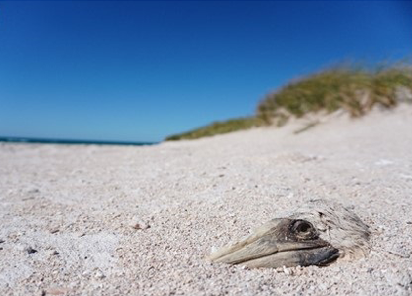 I cicloni tropicali minacciano gli uccelli marini