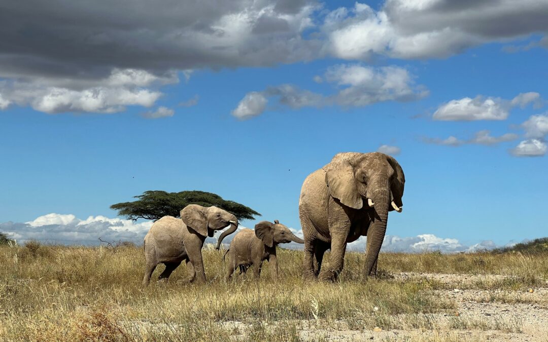 Scienza: gli elefanti africani si richiamano a vicenda con suoni simili a nomi