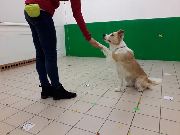 Con le carezze il cane impara prima e meglio