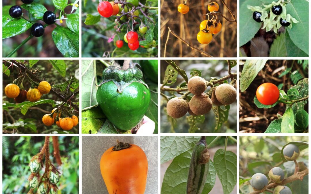 Nuovo albero genealogico del pomodoro e della patata mostra che il colore e la dimensione del frutto si sono evoluti insieme