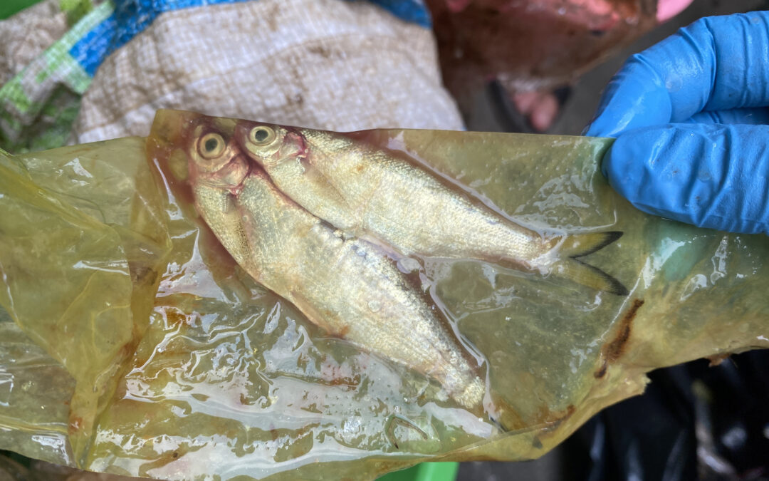 La “plastisfera” del fiume ospita organismi che minacciano l’ecosistema