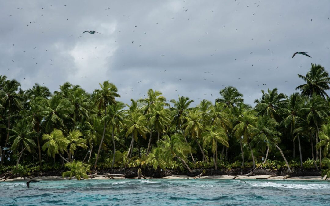 Isole senza ratti potrebbero ospitare centinaia di migliaia di uccelli marini riproduttori