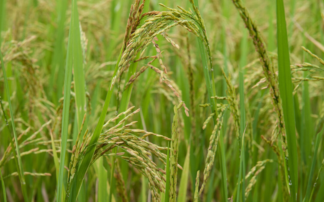 Nature Plants: scoperto gene per l’immunità di grano e riso contro Magnaporthe oryzae