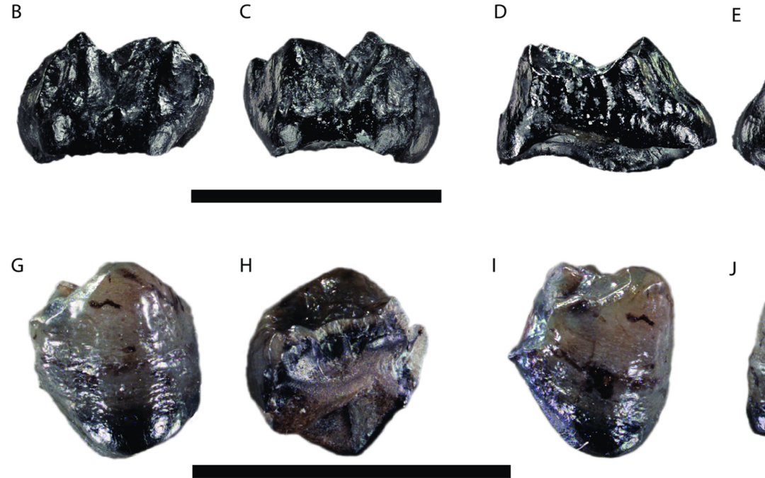 PLOS ONE: grandi scimmie vivevano in Germania 11 milioni di anni fa