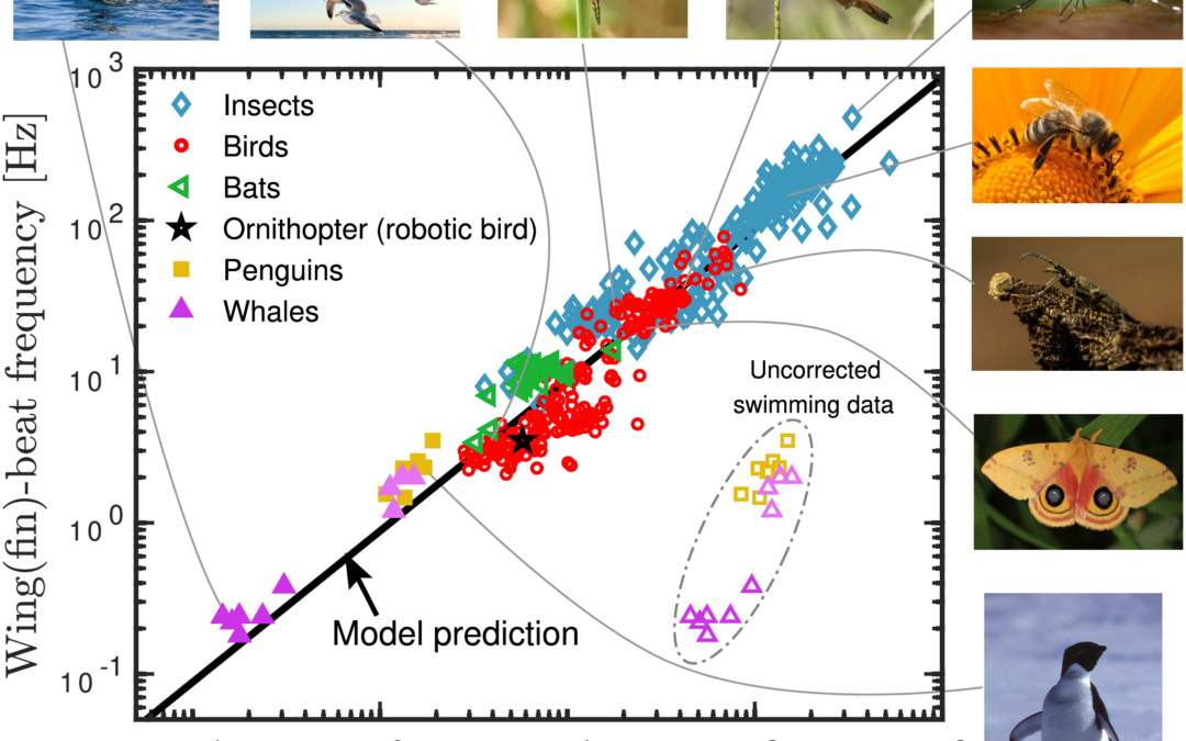 PLOS ONE: i battiti delle ali e delle pinne degli animali che volano e si tuffano possono essere previsti da un’equazione universale