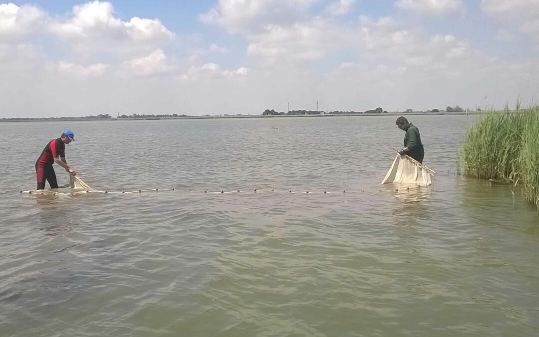 Il DNA della Laguna racconta la sua biodiversità