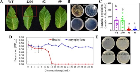 Horticulture Research: scoperto il segreto della lavanda