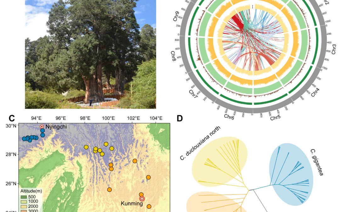 Horticulture Research: clima, il cambiamento genetico di una conifera minacciata