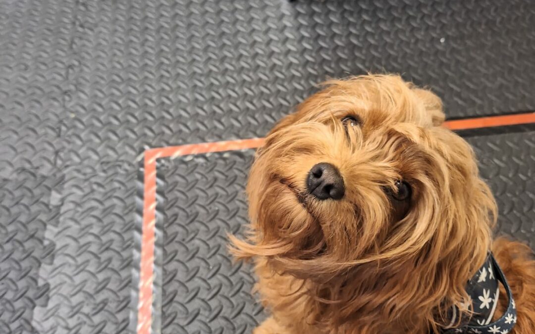 L’odore dello stress umano influenza le emozioni dei cani