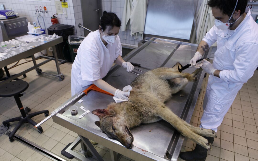 Germania, millesima autopsia di lupo racconta le difficoltà del rapporto con l’uomo