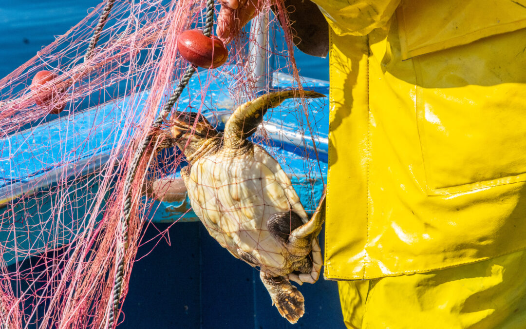 Mediterraneo, avviato progetto per difendere le specie protette tutelando i pescatori