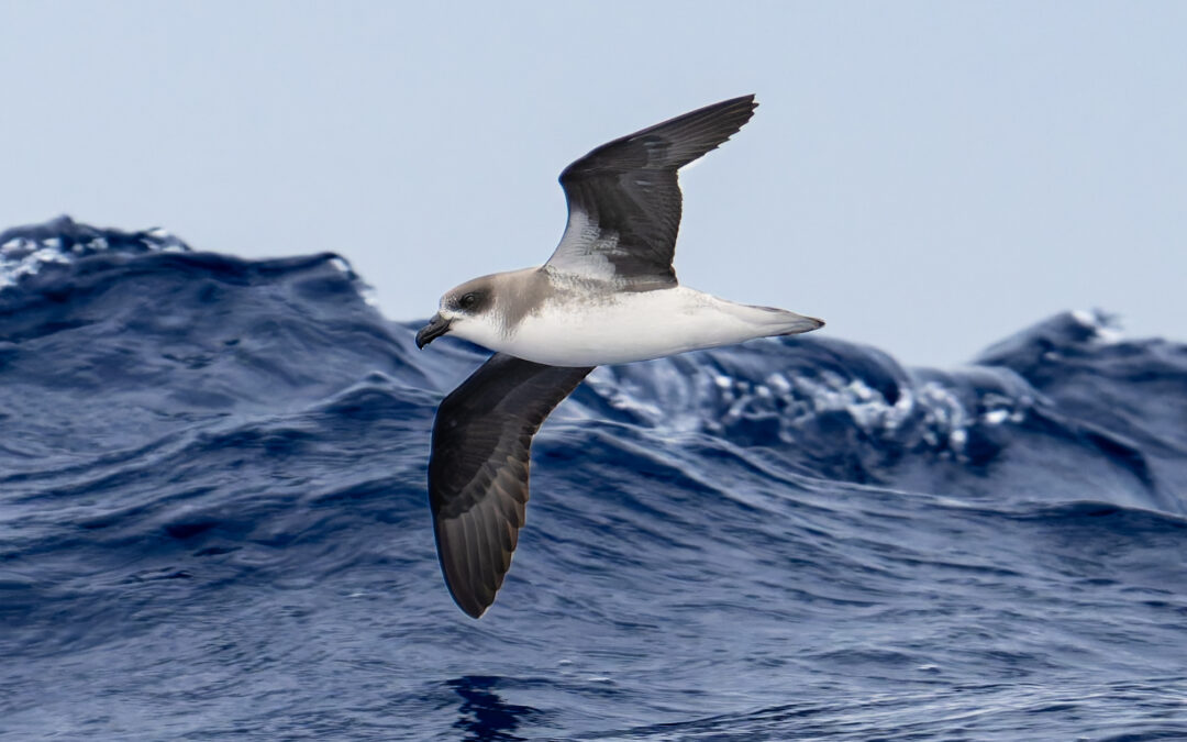 Gli uccelli marini oceanici inseguono i cicloni tropicali