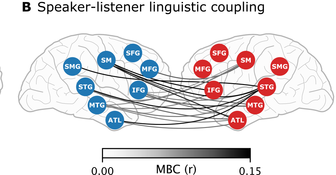 Quando si conversa l’attività cerebrale degli interlocutori si sincronizza