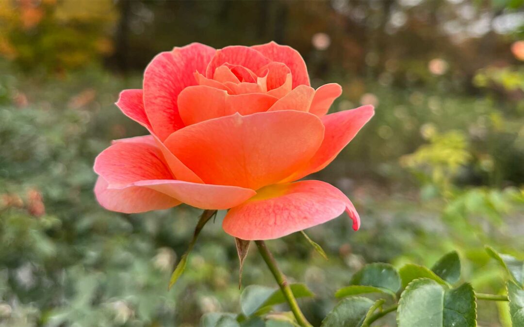 Studio svela la singolare geometria che permette alle rose di costruire i petali