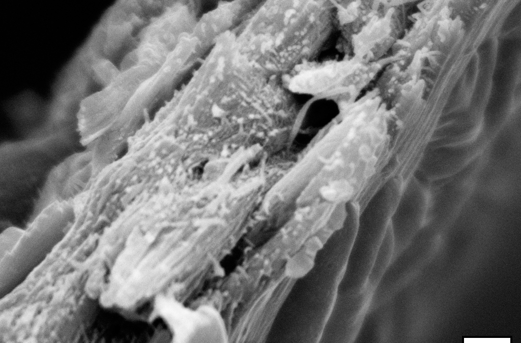Sostenibilità: individuato un tipo di legno del tutto nuovo che immagazzina carbonio ad alta efficienza