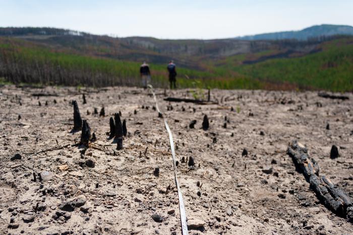 USA, con incendi e siccità a rischio lo stoccaggio di carbonio nelle foreste