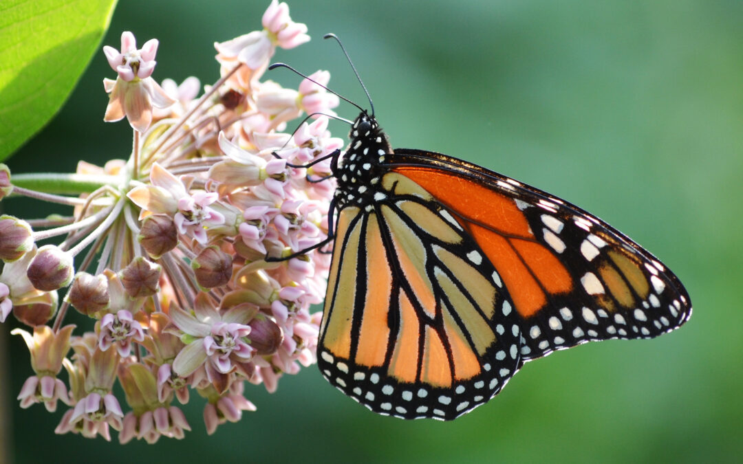 Piantare l’asclepias potrebbe salvare le farfalle monarca