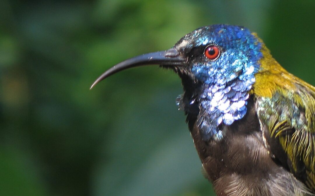 Il primo uccello aveva piume iridescenti