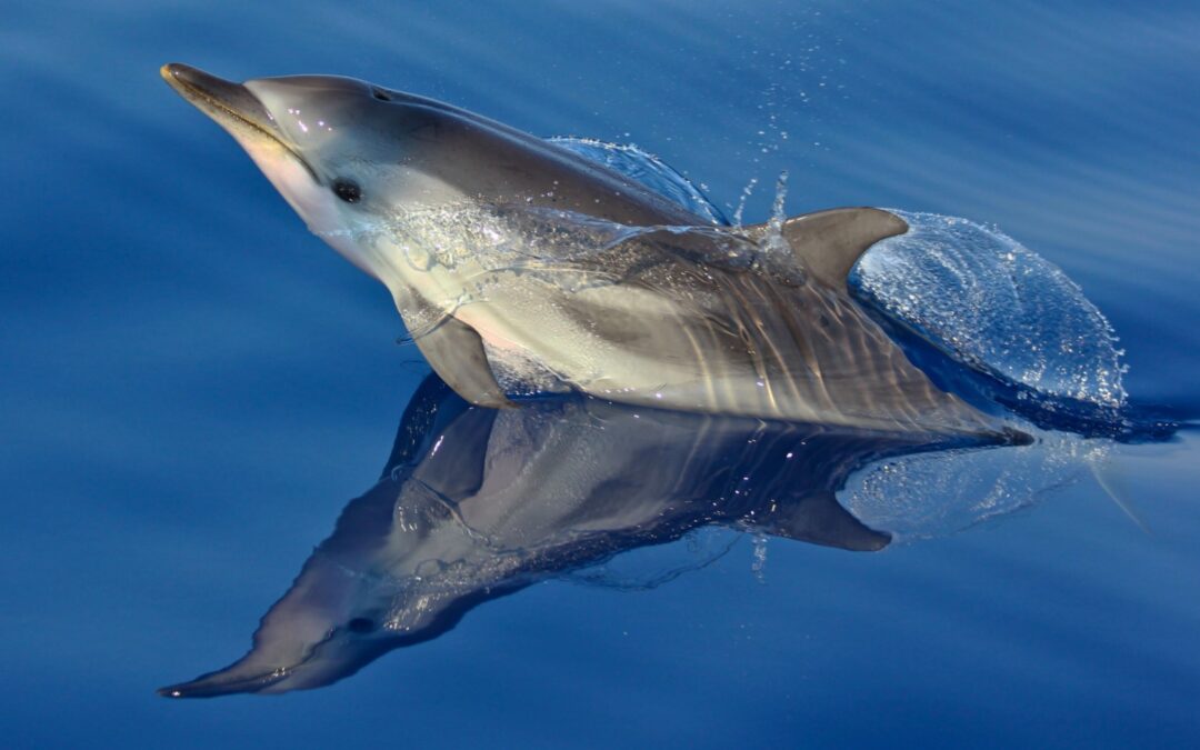 Giornata Internazionale del Mediterraneo, un mare di biodiversità da proteggere: quattro progetti LIFE italiani da scoprire