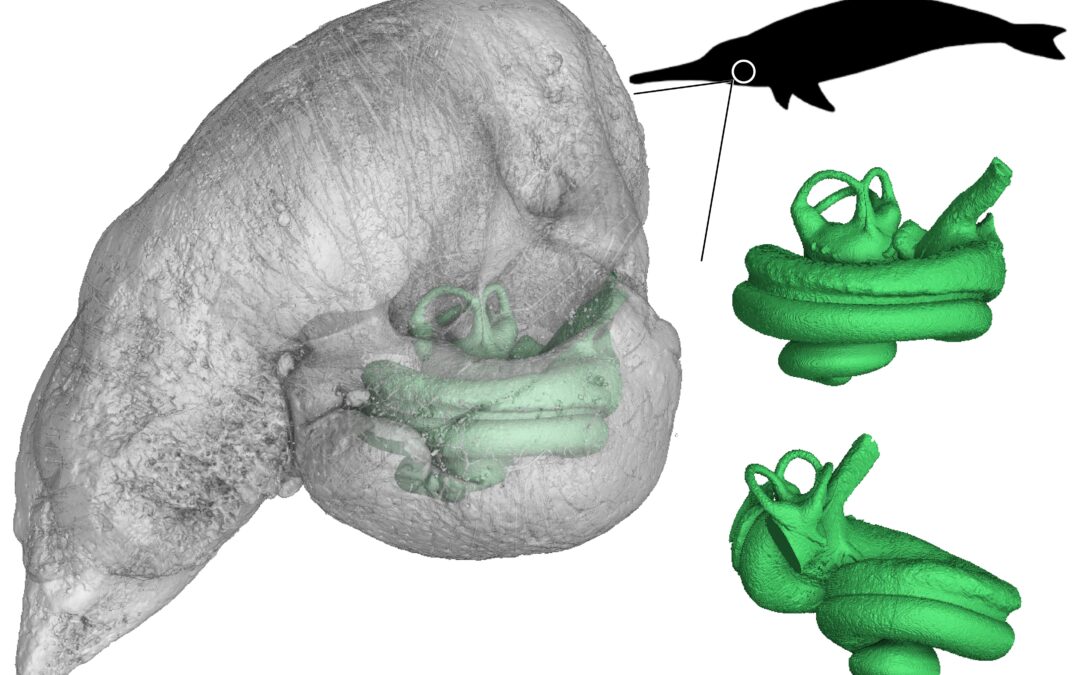 I delfini utilizzavano il “sonar” già cinque milioni di anni fa