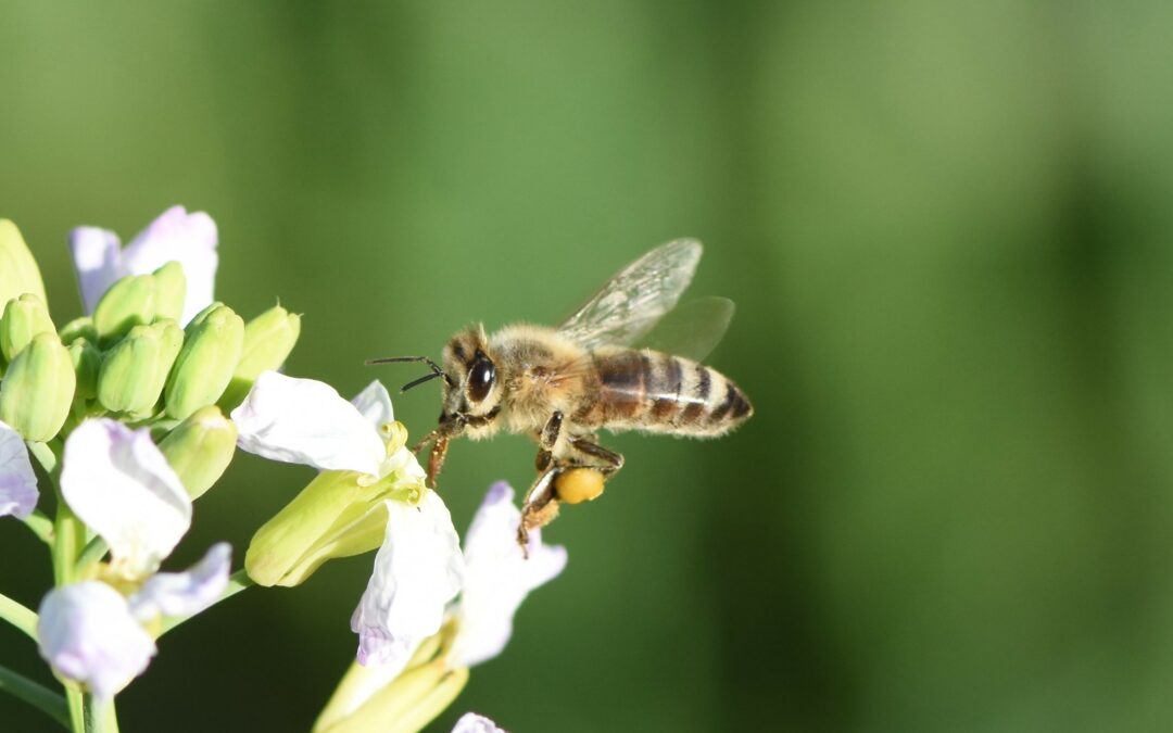 Per salvare le api bisogna concentrarsi prima sull’habitat, poi sui pesticidi