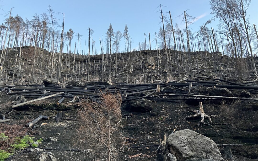 Europa, rischio di incendi boschivi continua ad aumentare