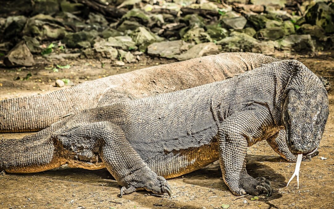 I draghi di Komodo hanno denti ricoperti di ferro