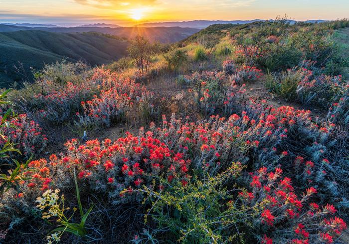 California, anche lo stato green per eccellenza non fa abbastanza per la biodiversità