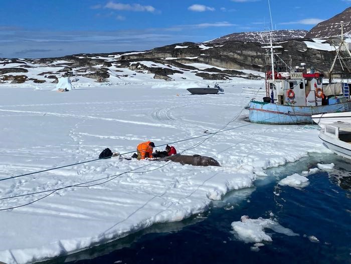 Squalo della Groenlandia rivela nuovi segreti anti-invecchiamento