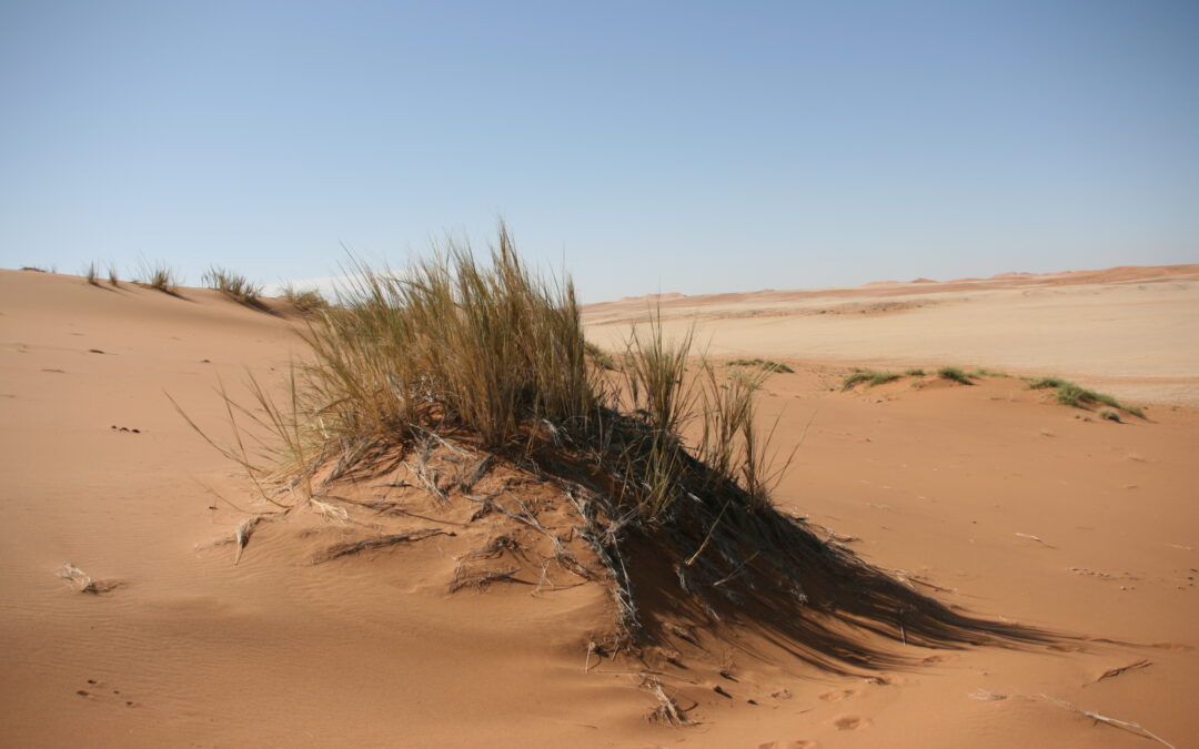 Namibia: un’erba sostiene la vita nel deserto grazie alla nebbia