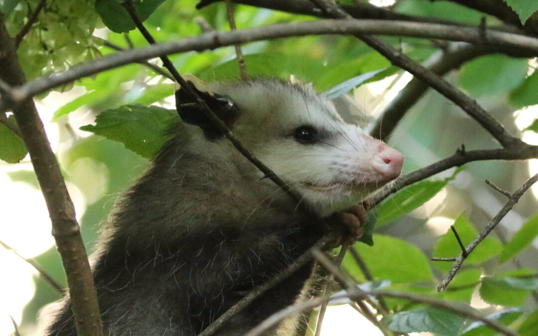 Covid: SARS-CoV-2 si è diffuso tra la fauna selvatica