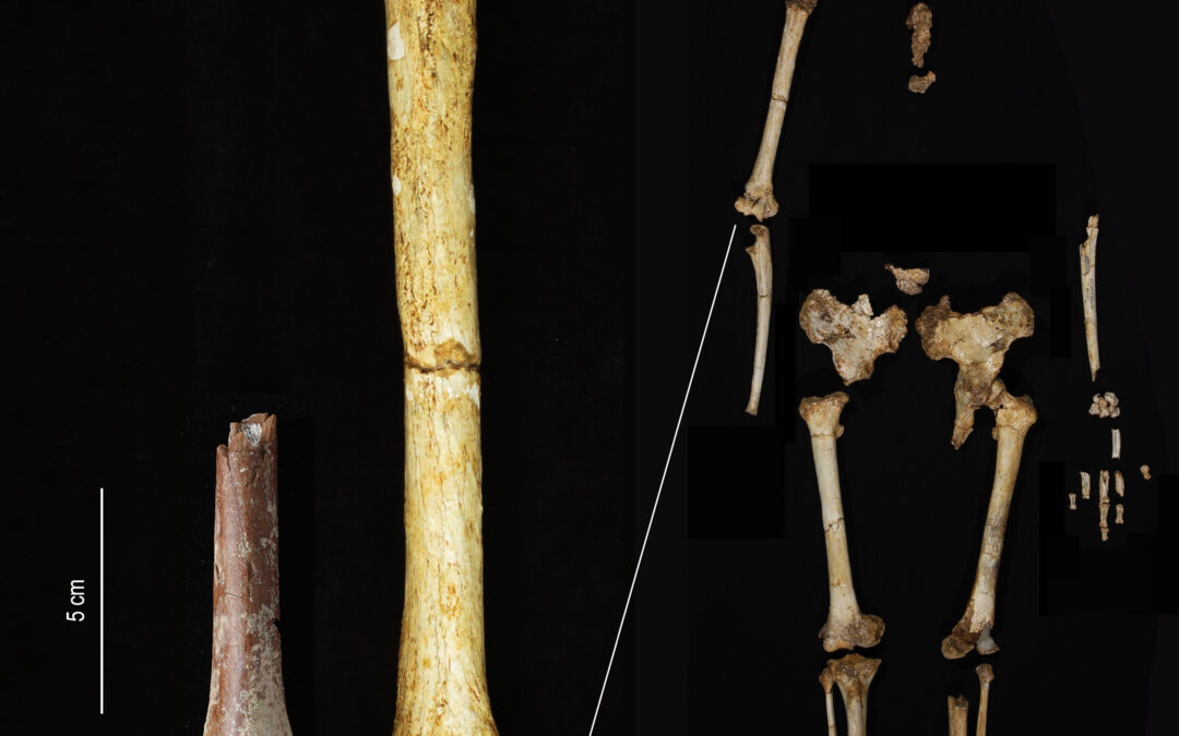 Gli antenati dell’Homo floresiensis erano più piccoli di quanto si pensasse