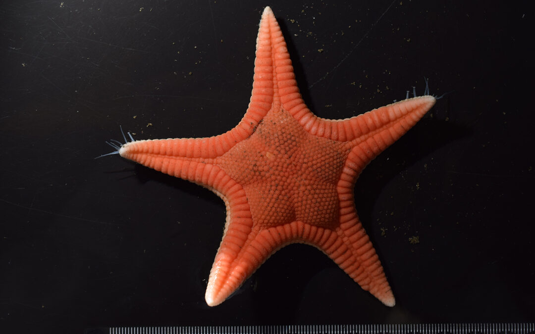 Scoperta nuova specie di stella marina