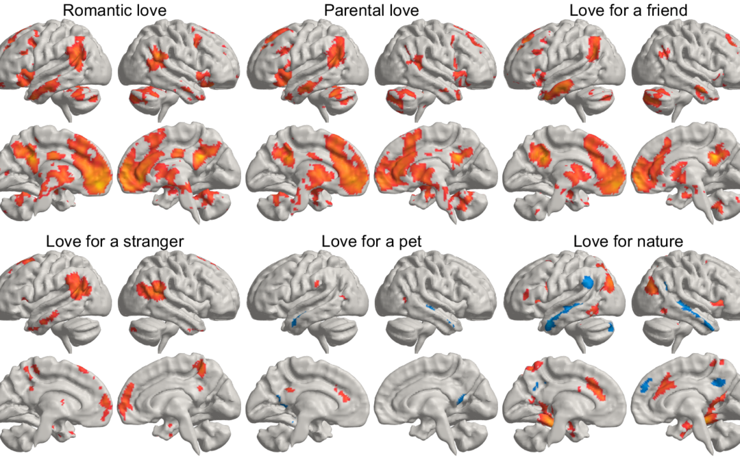 Mappati i vari tipi di amore nel cervello