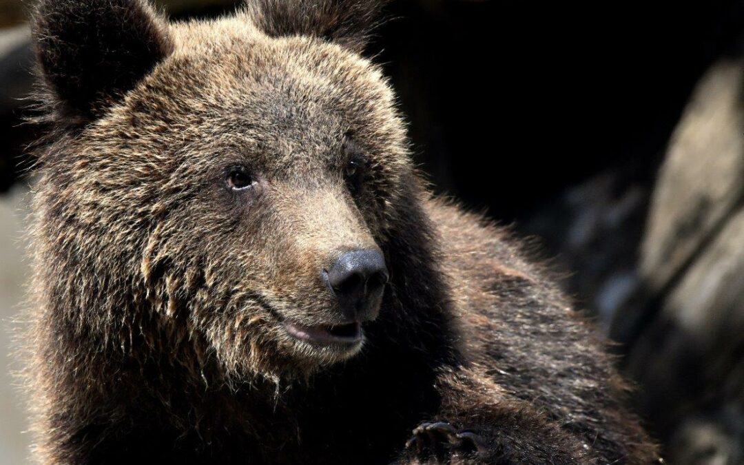 Bioparco, Orso Kuma trasferito nella riserva di Bad Füssing in Baviera