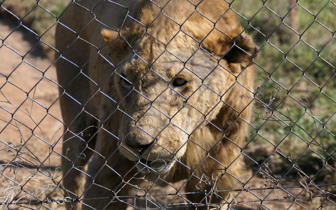 Sudafrica: l’industria della riproduzione dei leoni alimenta il commercio illegale di ossa di grandi felini