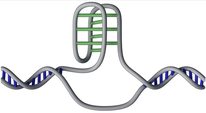 Mappati 50mila misteriosi “nodi” del Dna nel genoma umano