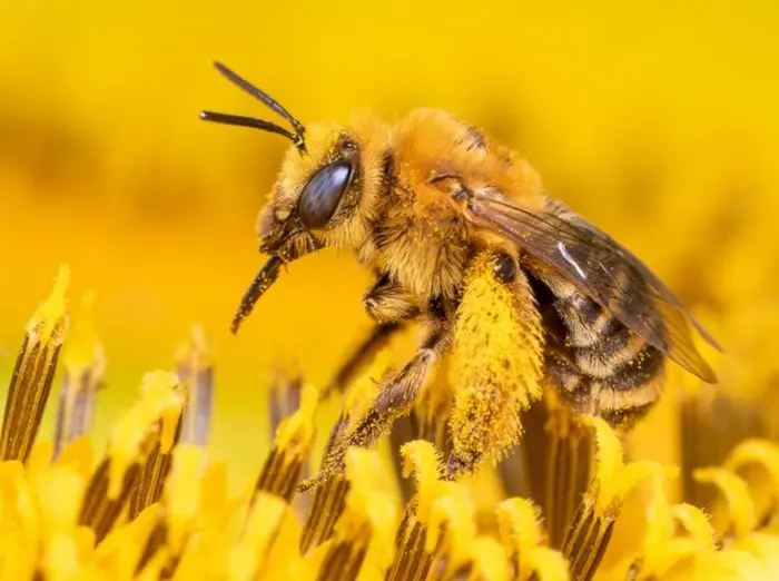 La produzione mondiale agricola è limitata da carenza impollinatori