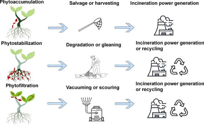 Le piante sono “alleate” essenziali contro le microplastiche