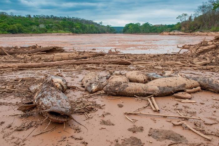 Brasile: ancora danni ambientali 8 anni dopo il crollo della diga di Fundão