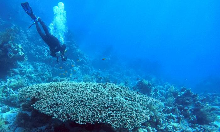 Coralli usati come termometri del lontano passato della Terra