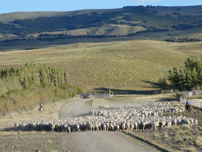 Piante mantengono una sorprendente diversità di caratteristiche anche con aridità