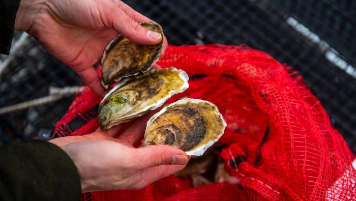 Gli USA possono raggiungere autosufficienza delle forniture di cibo marino