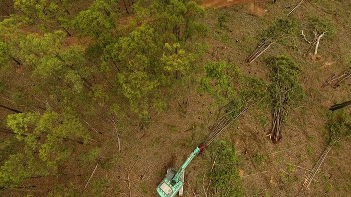 Australia: leggi ambientali non riescono a rallentare deforestazione