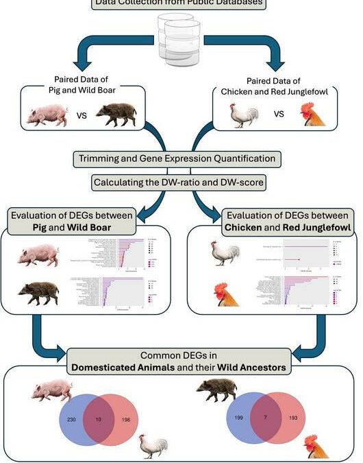 Trovate le firme genetiche dell’addomesticamento nei maiali e nei polli