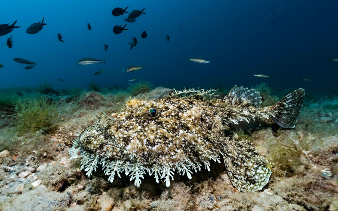 Torna “Sopra e sotto il mare” il contest fotografico sull’importanza dei siti marini della Rete Natura 2000