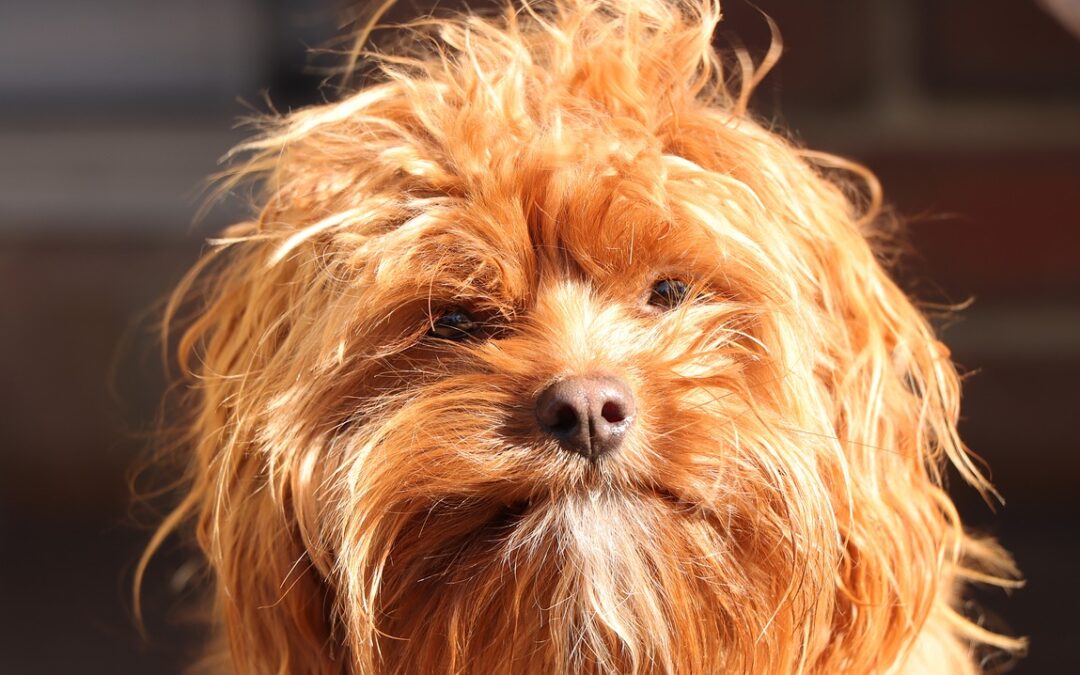 I cani cavapoo, cockerpoo e labradoodle sono sani come gli animali di razza pura