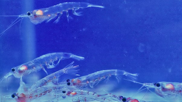 Krill, un modello di adattamento alle acque più calde per tutte le specie marine