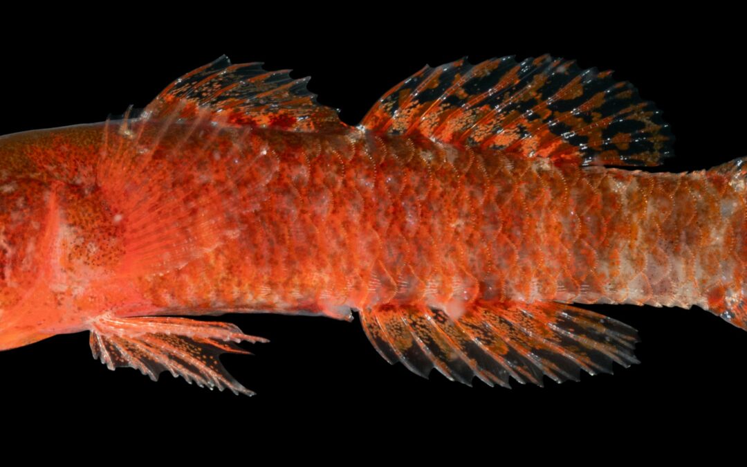 Scoperta una nuova specie di pesce “brontolone” nel Mar Rosso