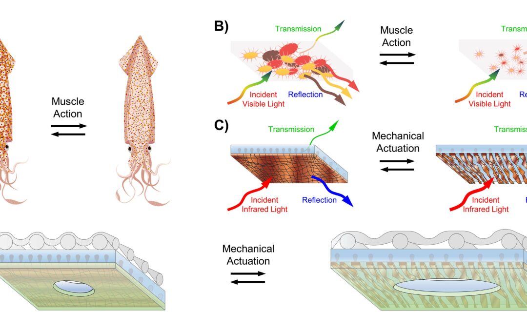 Dai calamari un nuovo tessuto per indumenti termici